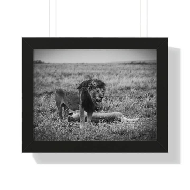 Mating Lions in Black and White - Framed Print - Visiting This World