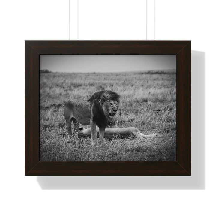 Mating Lions in Black and White - Framed Print - Visiting This World