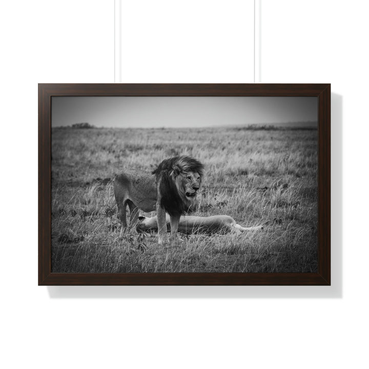 Mating Lions in Black and White - Framed Print - Visiting This World