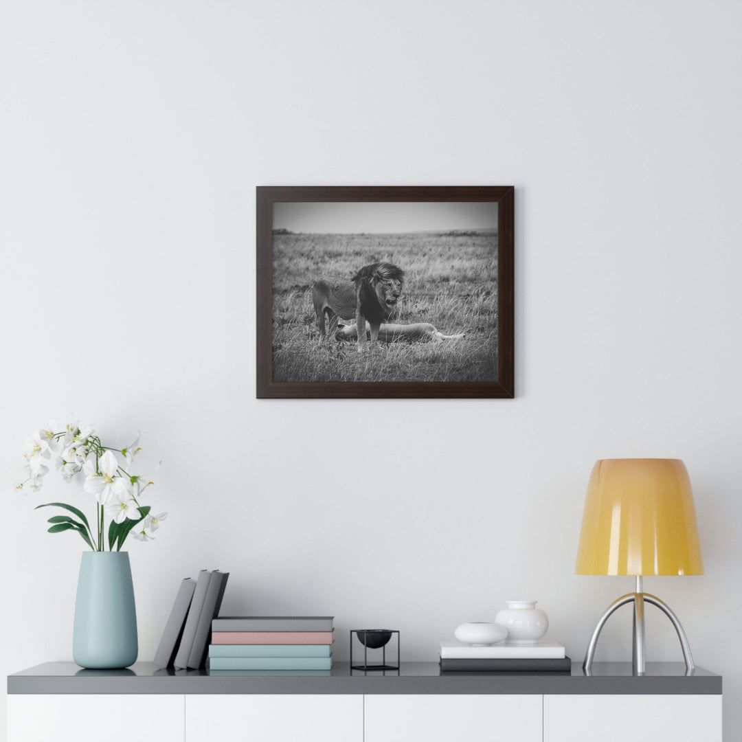 Mating Lions in Black and White - Framed Print - Visiting This World