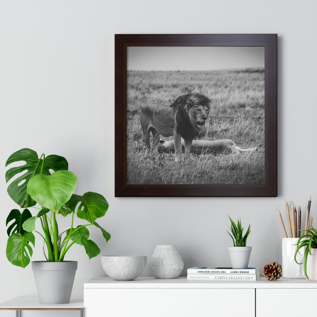 Mating Lions in Black and White - Framed Print - Visiting This World