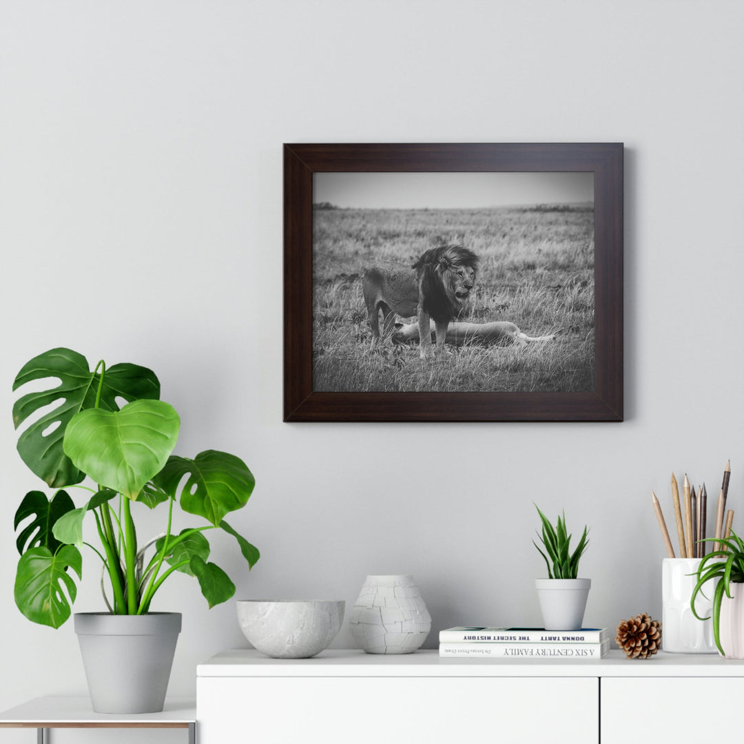 Mating Lions in Black and White - Framed Print - Visiting This World