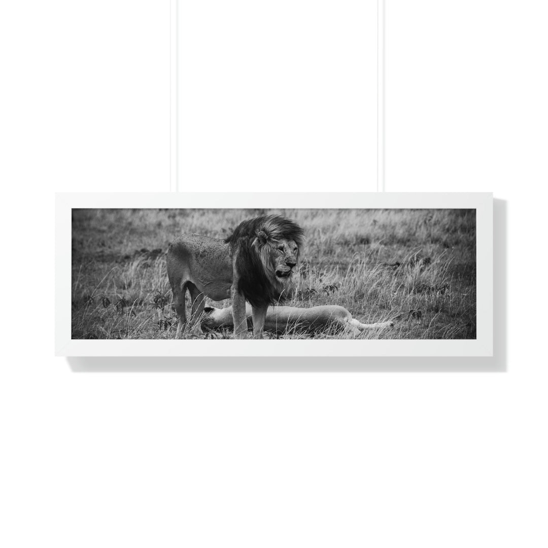 Mating Lions in Black and White - Framed Print - Visiting This World