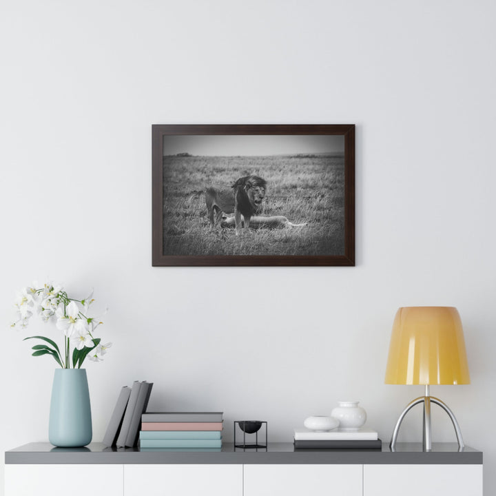 Mating Lions in Black and White - Framed Print - Visiting This World