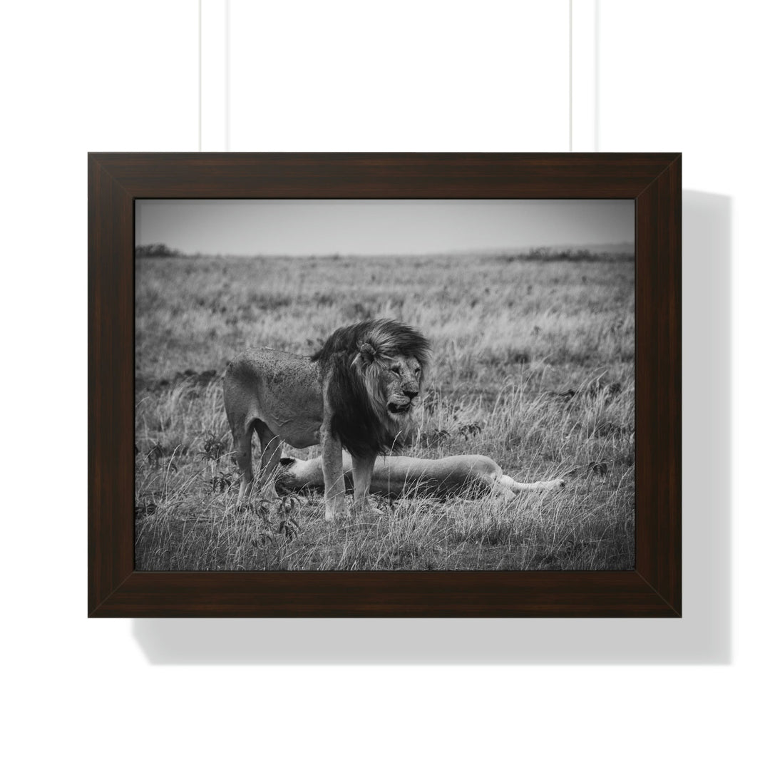 Mating Lions in Black and White - Framed Print - Visiting This World