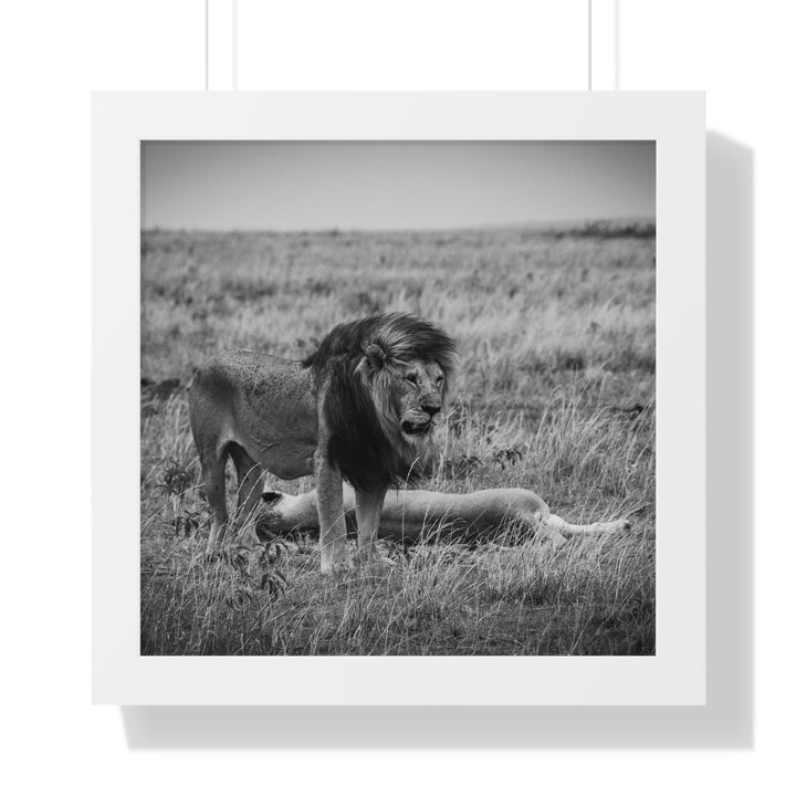 Mating Lions in Black and White - Framed Print - Visiting This World