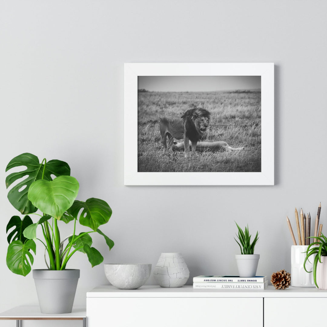 Mating Lions in Black and White - Framed Print - Visiting This World