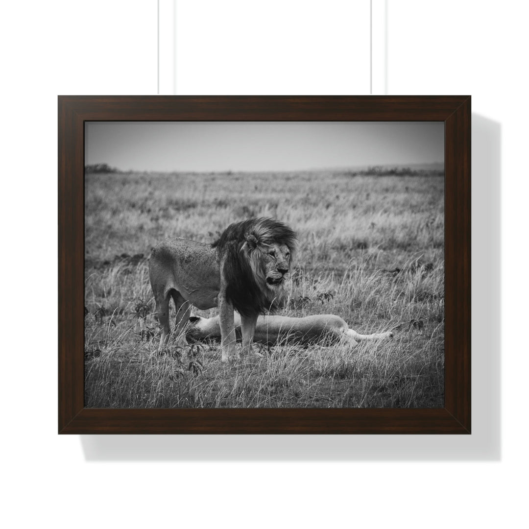 Mating Lions in Black and White - Framed Print - Visiting This World