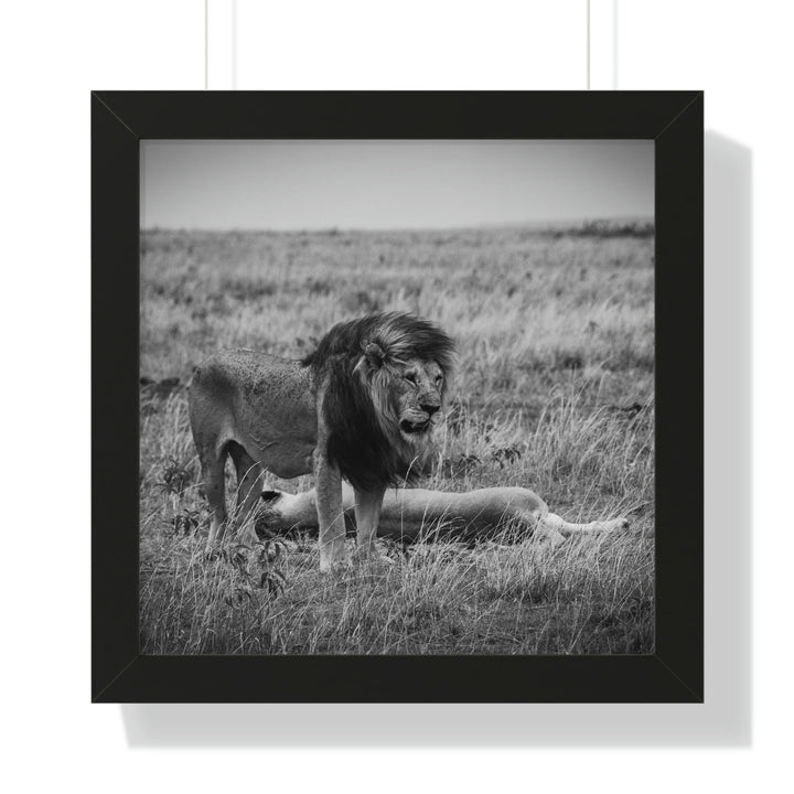 Mating Lions in Black and White - Framed Print - Visiting This World