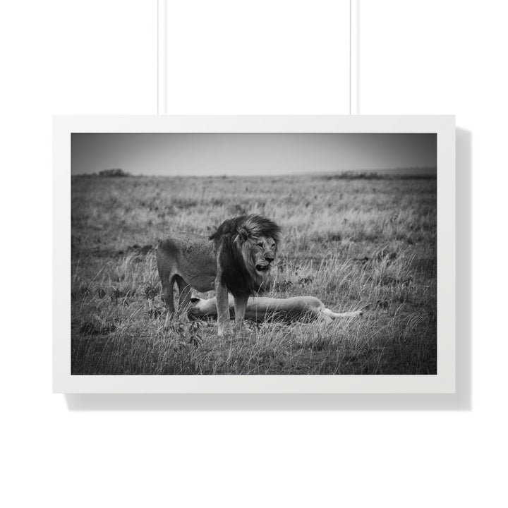 Mating Lions in Black and White - Framed Print - Visiting This World