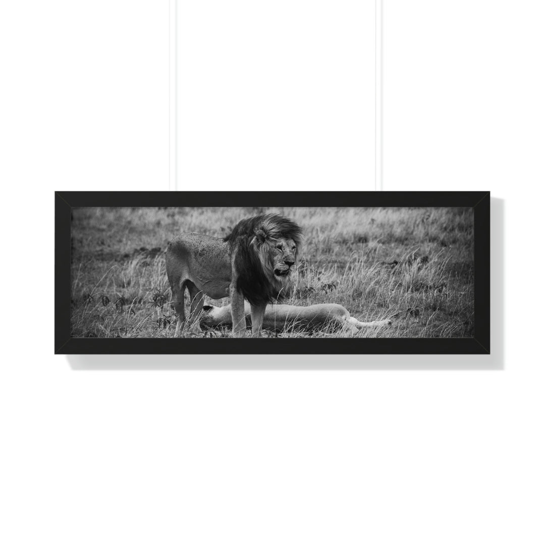 Mating Lions in Black and White - Framed Print - Visiting This World