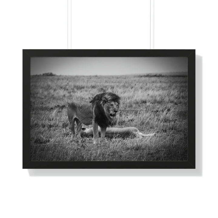 Mating Lions in Black and White - Framed Print - Visiting This World