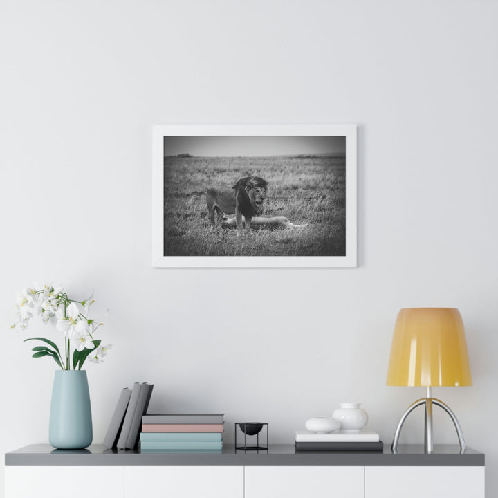 Mating Lions in Black and White - Framed Print - Visiting This World