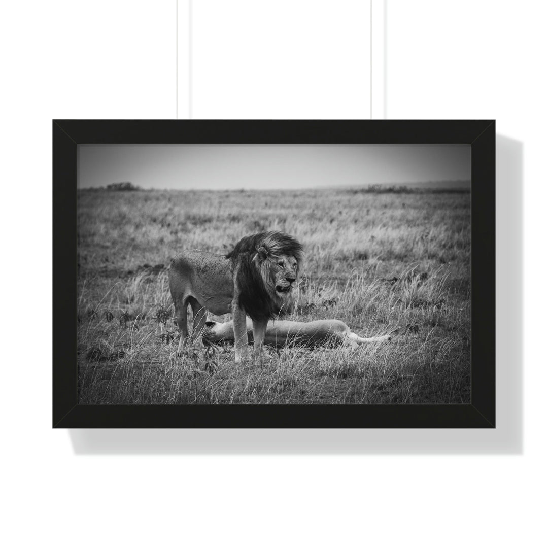 Mating Lions in Black and White - Framed Print - Visiting This World