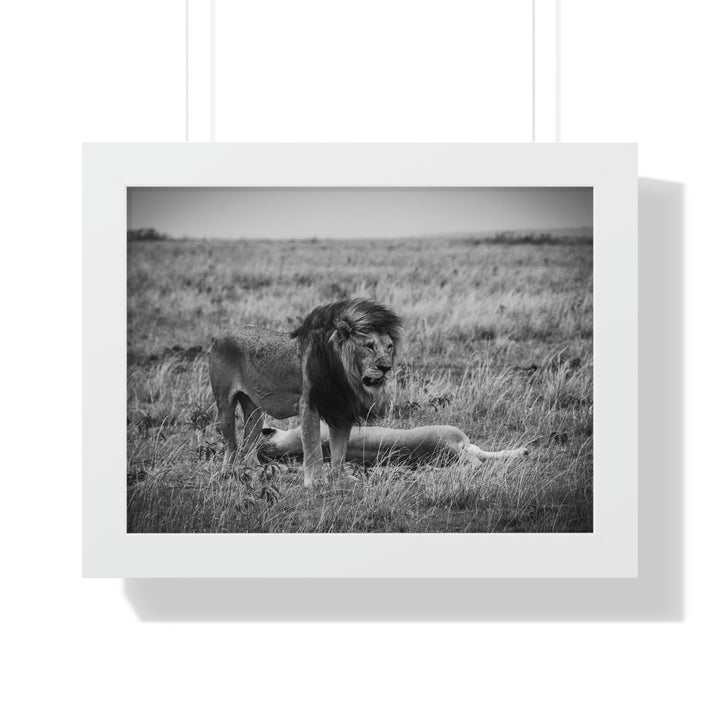 Mating Lions in Black and White - Framed Print - Visiting This World