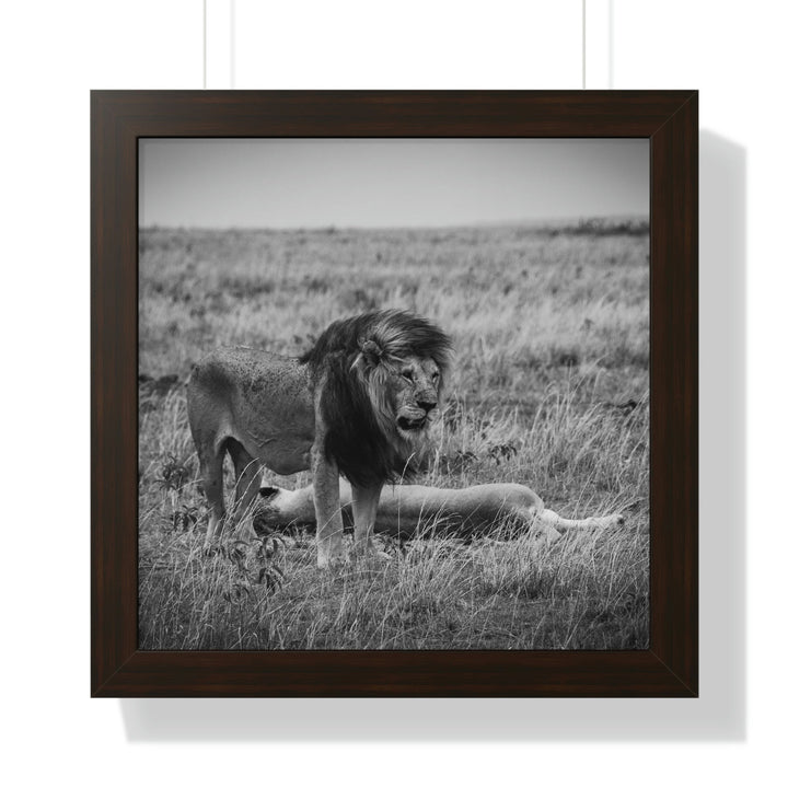 Mating Lions in Black and White - Framed Print - Visiting This World