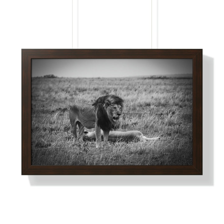 Mating Lions in Black and White - Framed Print - Visiting This World