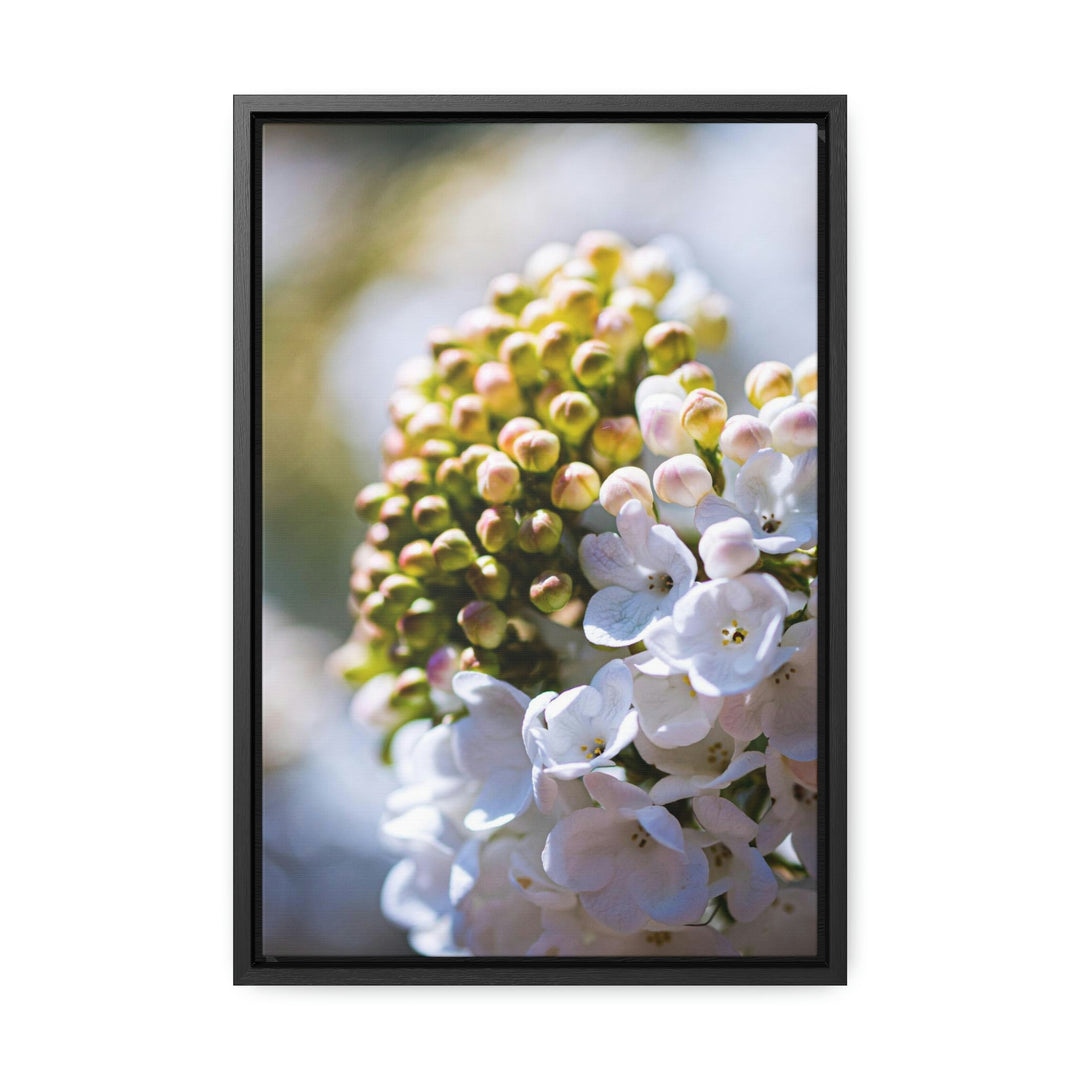 Mid-Bloom - Canvas with Frame - Visiting This World