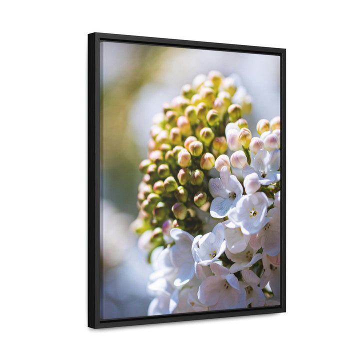 Mid-Bloom - Canvas with Frame - Visiting This World