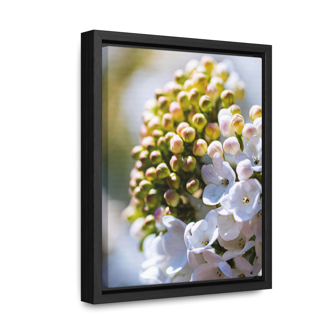 Mid-Bloom - Canvas with Frame - Visiting This World