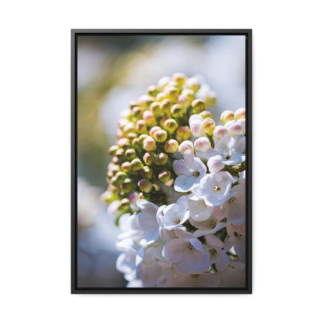 Mid-Bloom - Canvas with Frame - Visiting This World