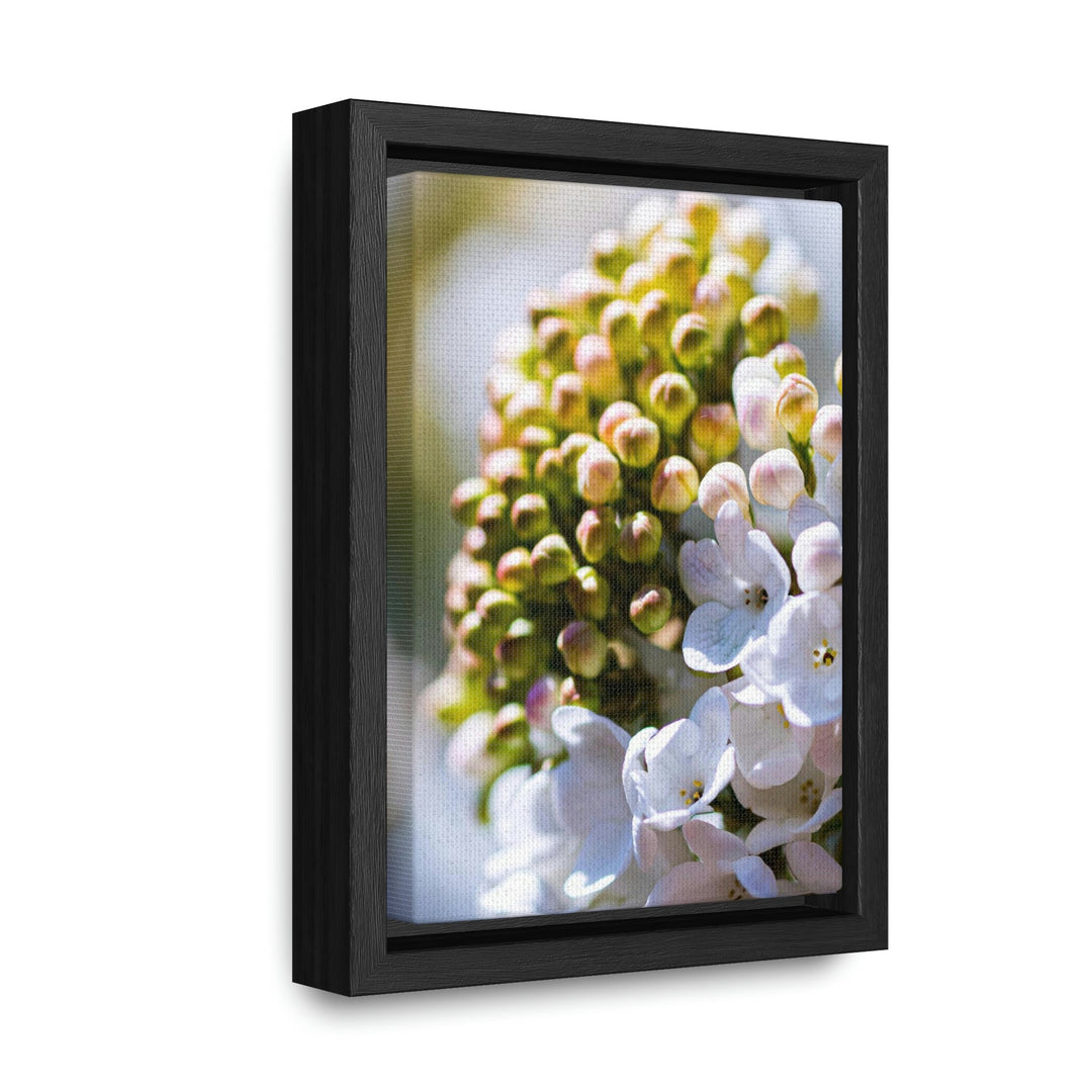 Mid-Bloom - Canvas with Frame - Visiting This World