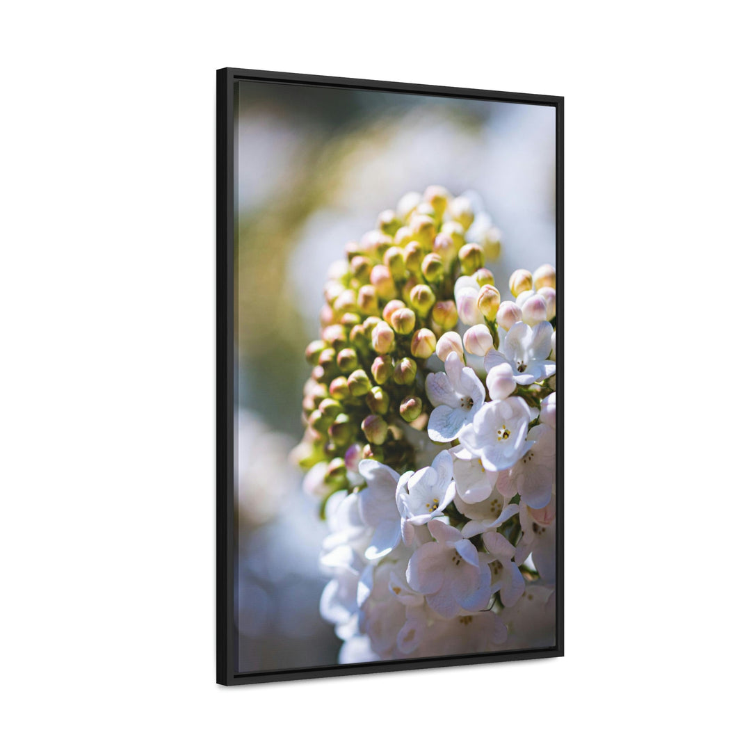 Mid-Bloom - Canvas with Frame - Visiting This World