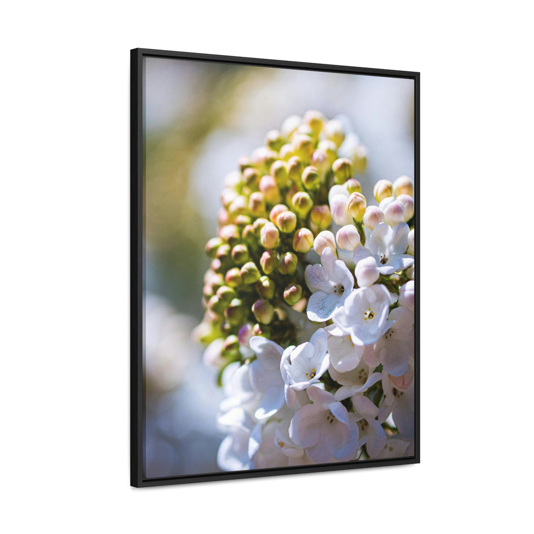 Mid-Bloom - Canvas with Frame - Visiting This World