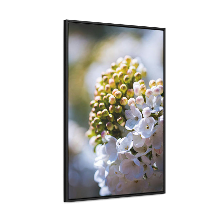 Mid-Bloom - Canvas with Frame - Visiting This World