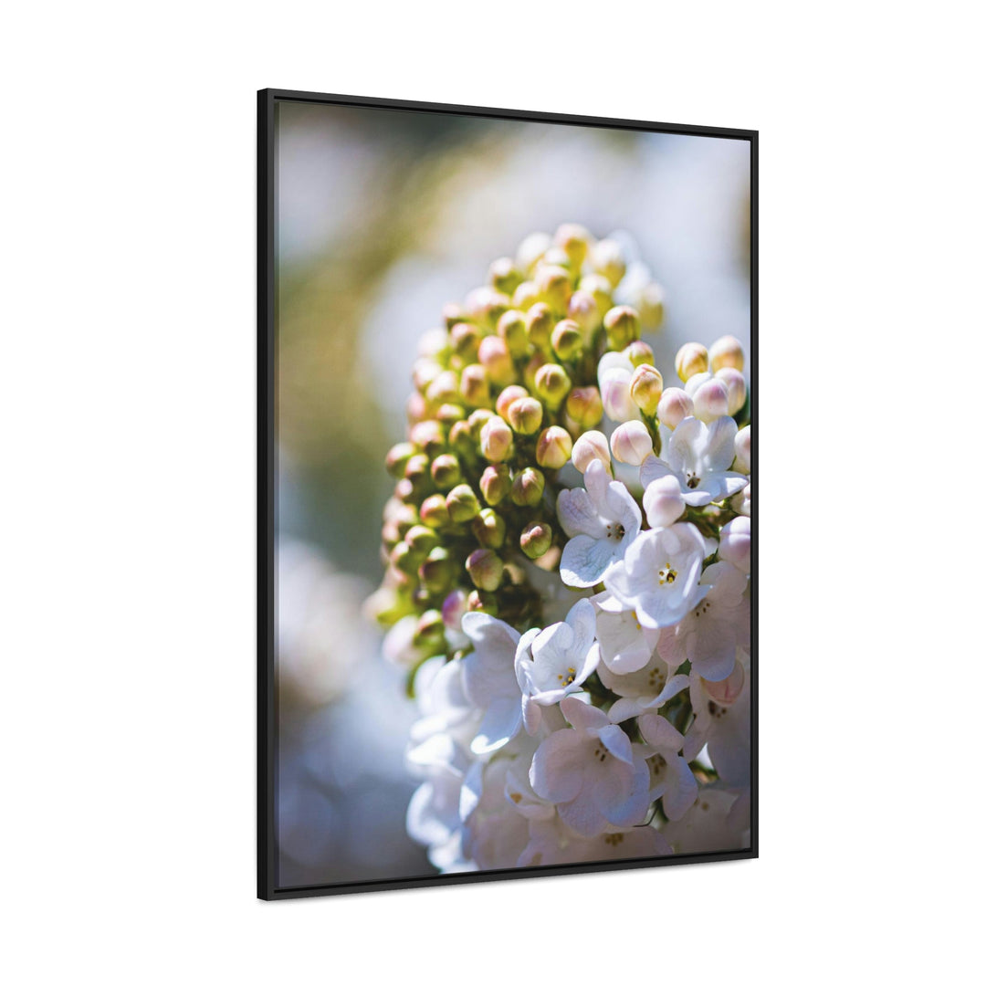 Mid-Bloom - Canvas with Frame - Visiting This World