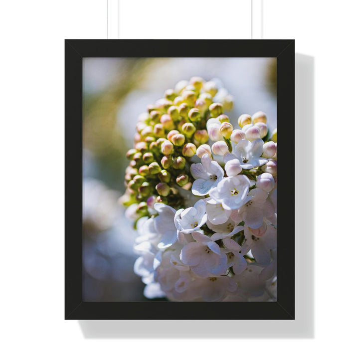 Mid-Bloom - Framed Print - Visiting This World