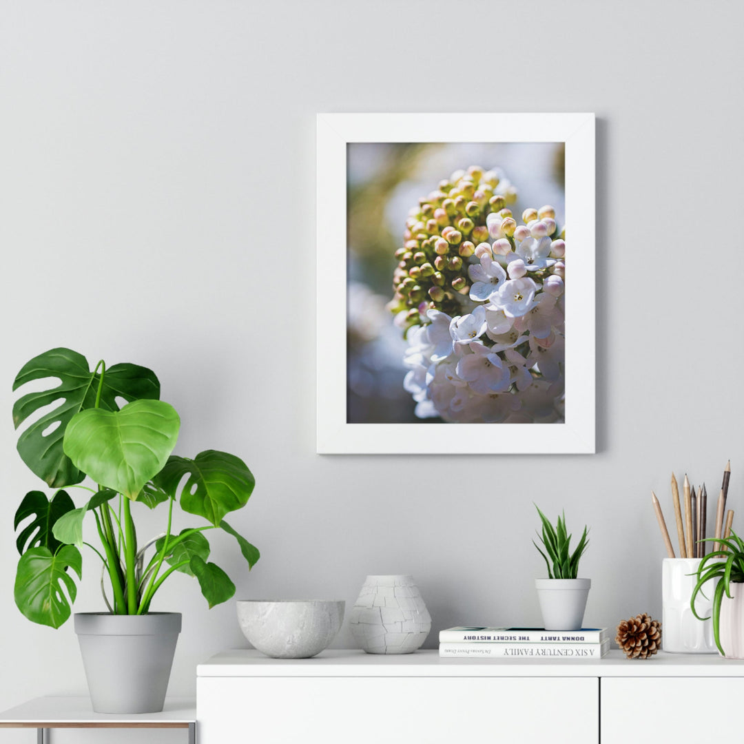 Mid-Bloom - Framed Print - Visiting This World