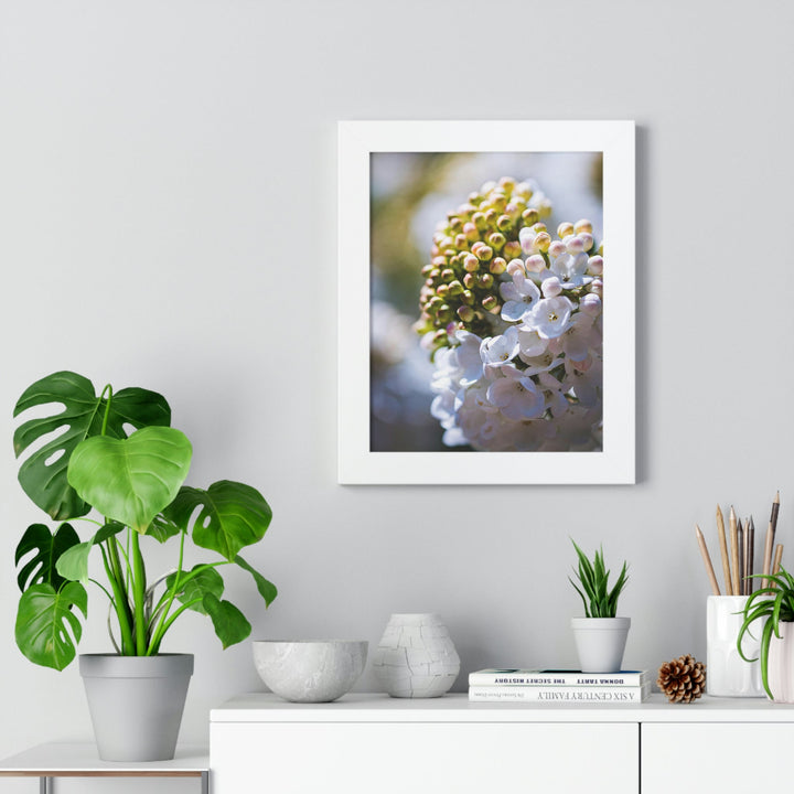 Mid-Bloom - Framed Print - Visiting This World