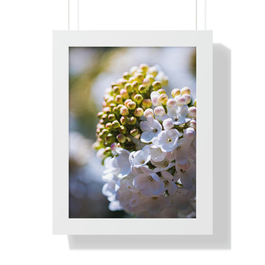 Mid-Bloom - Framed Print - Visiting This World