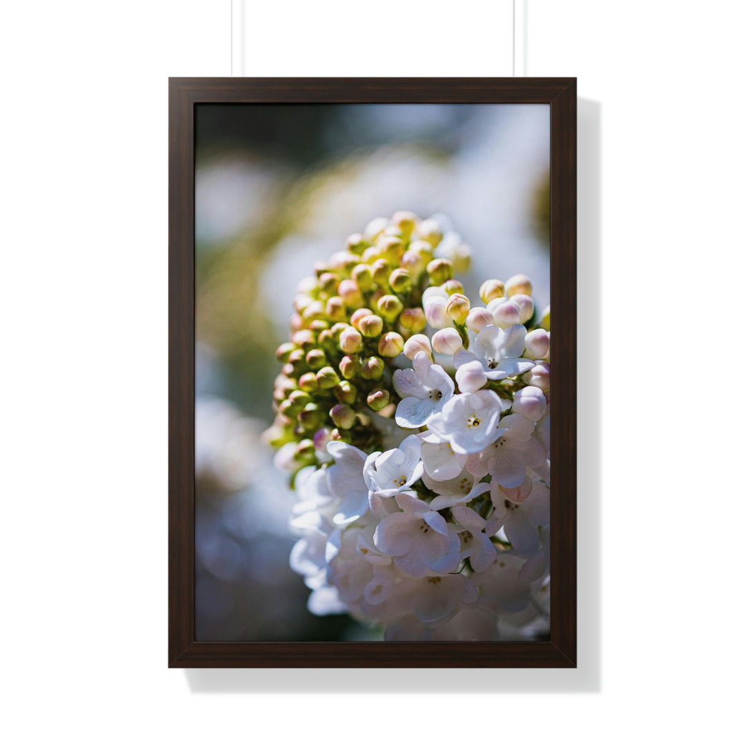 Mid-Bloom - Framed Print - Visiting This World