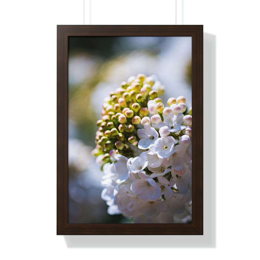 Mid-Bloom - Framed Print - Visiting This World