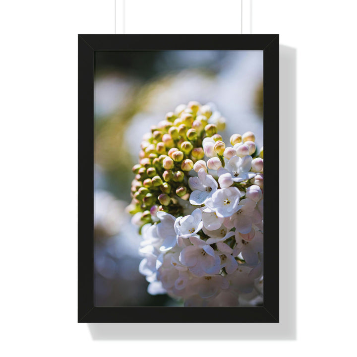 Mid-Bloom - Framed Print - Visiting This World