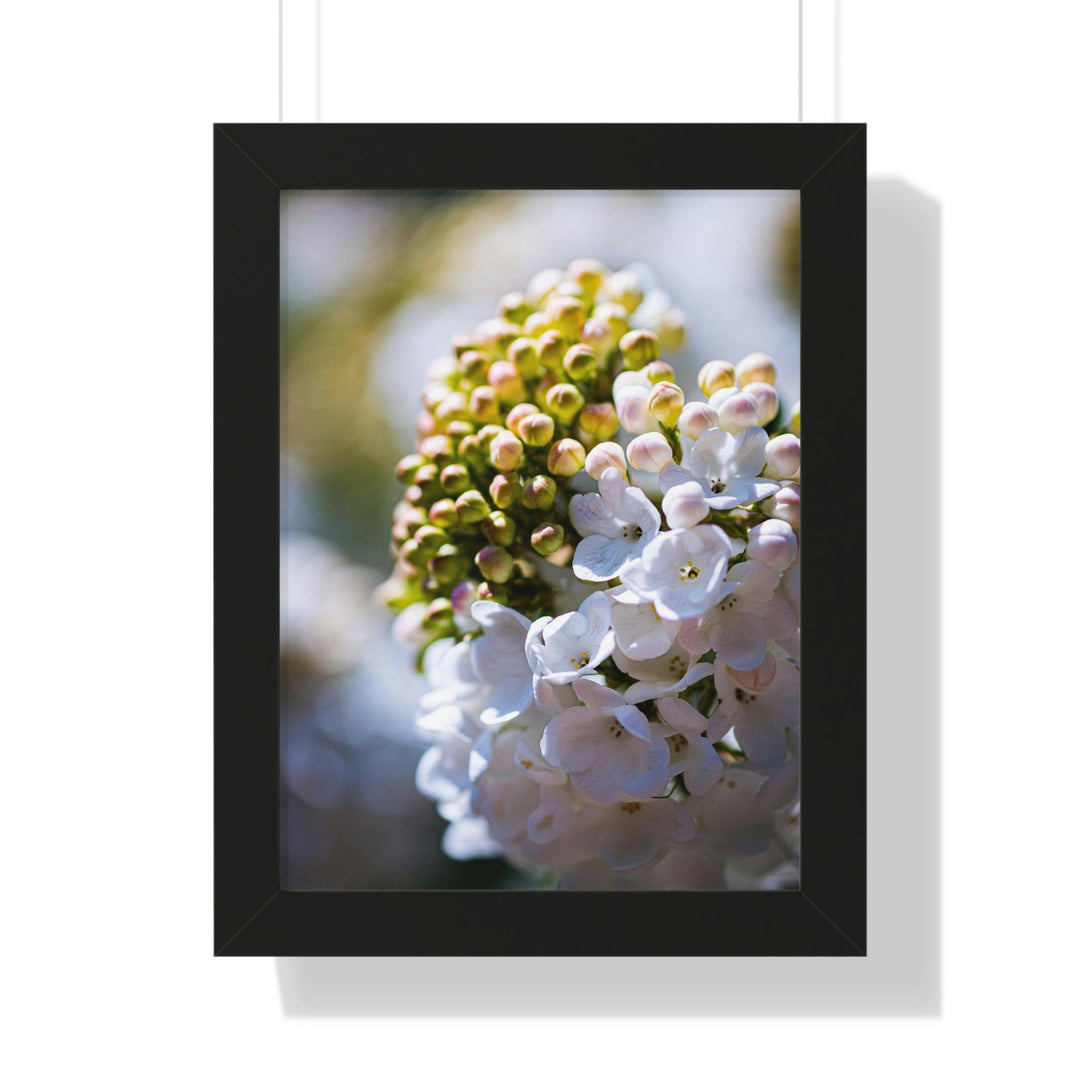 Mid-Bloom - Framed Print - Visiting This World