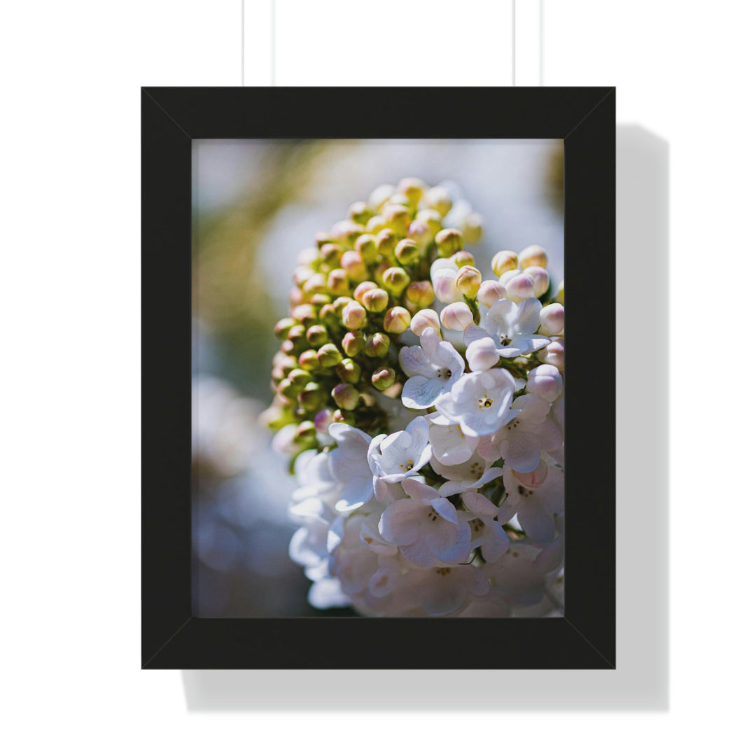 Mid-Bloom - Framed Print - Visiting This World