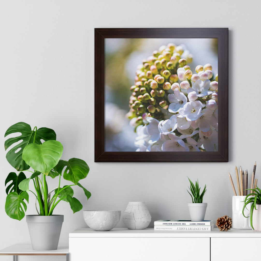 Mid-Bloom - Framed Print - Visiting This World