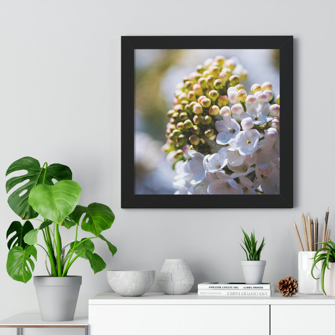 Mid-Bloom - Framed Print - Visiting This World