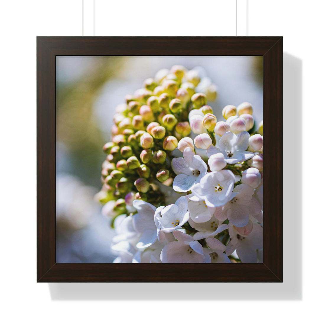 Mid-Bloom - Framed Print - Visiting This World