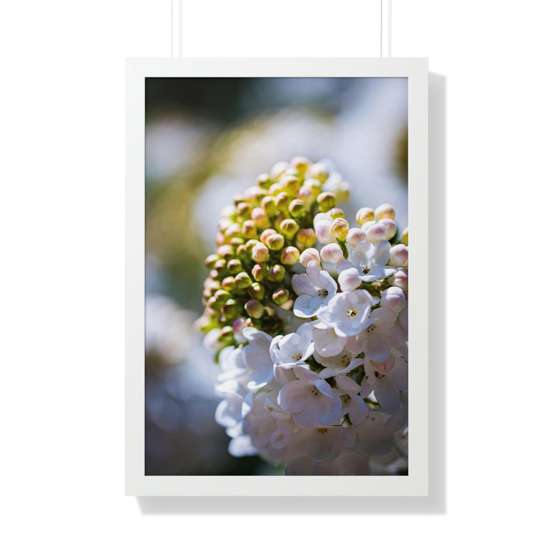 Mid-Bloom - Framed Print - Visiting This World