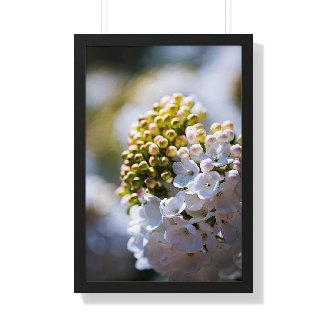 Mid-Bloom - Framed Print - Visiting This World