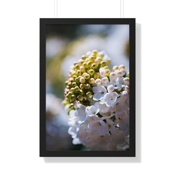 Mid-Bloom - Framed Print - Visiting This World