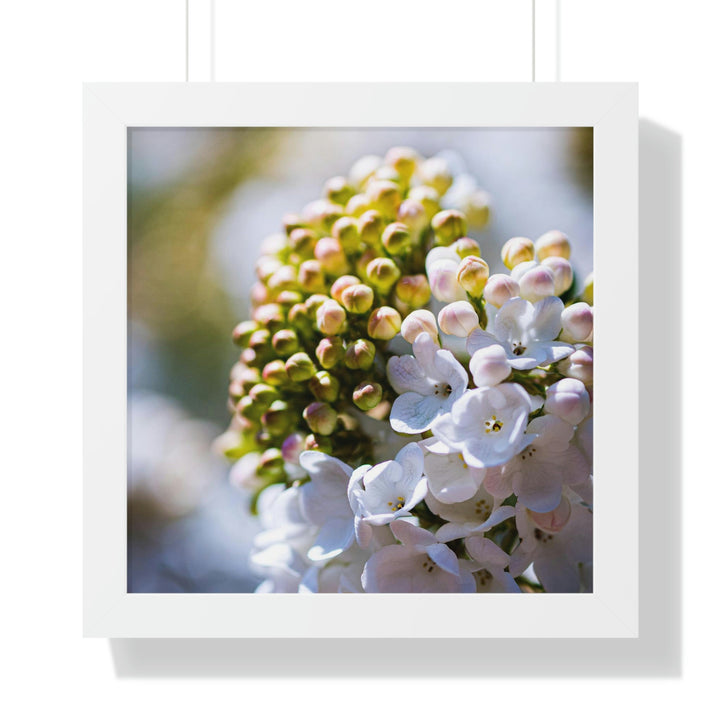 Mid-Bloom - Framed Print - Visiting This World