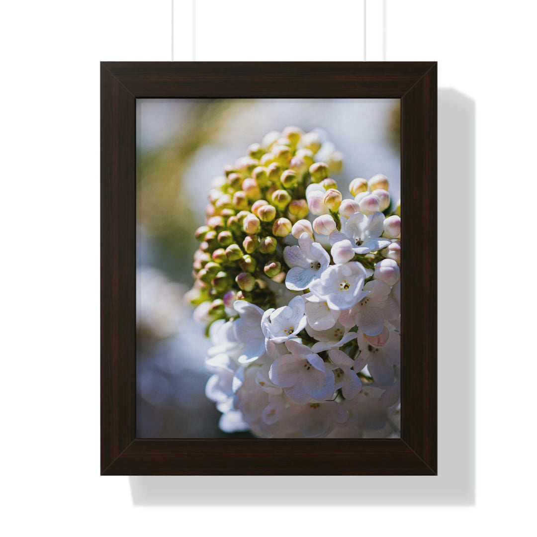 Mid-Bloom - Framed Print - Visiting This World