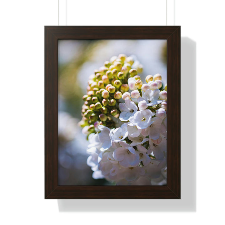 Mid-Bloom - Framed Print - Visiting This World