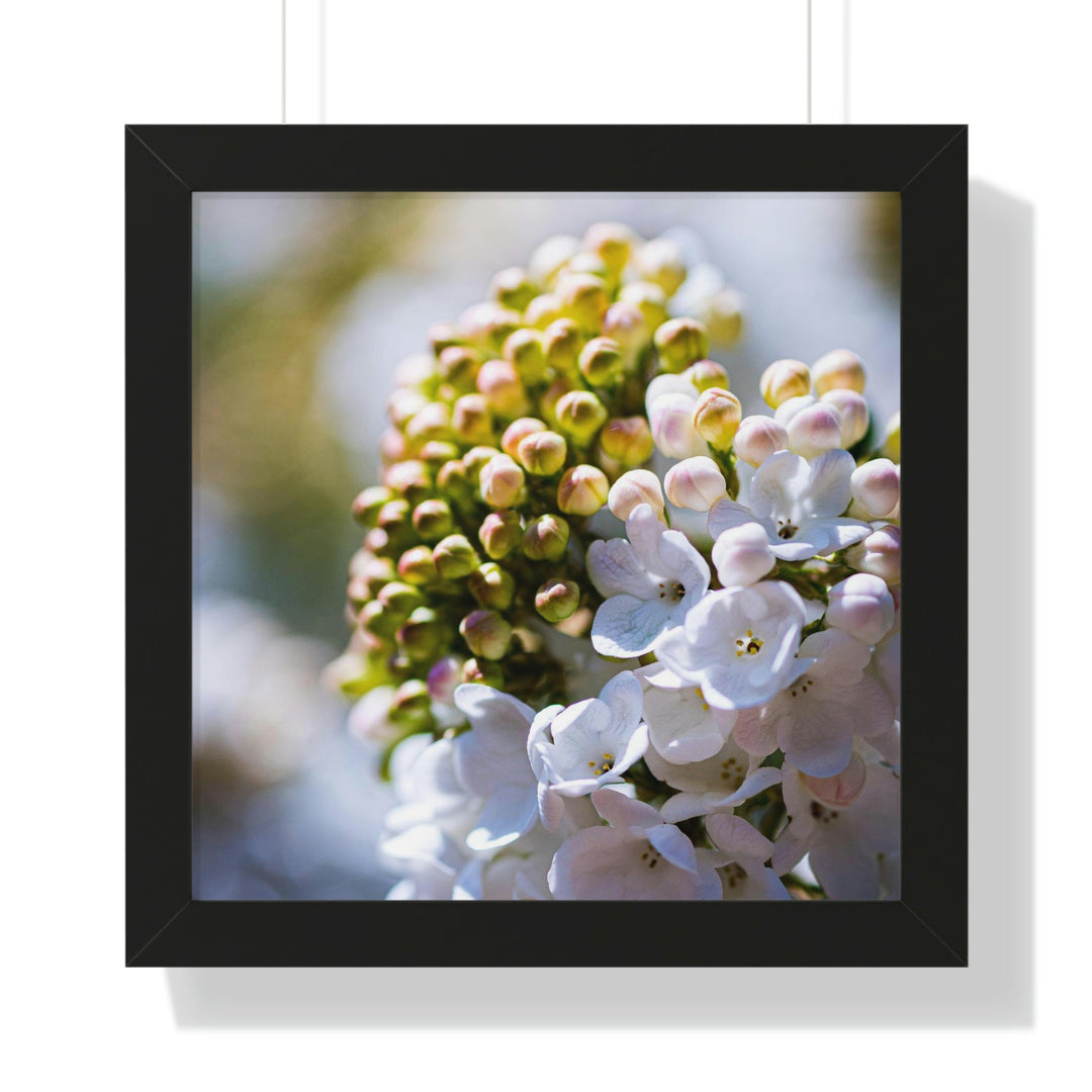 Mid-Bloom - Framed Print - Visiting This World