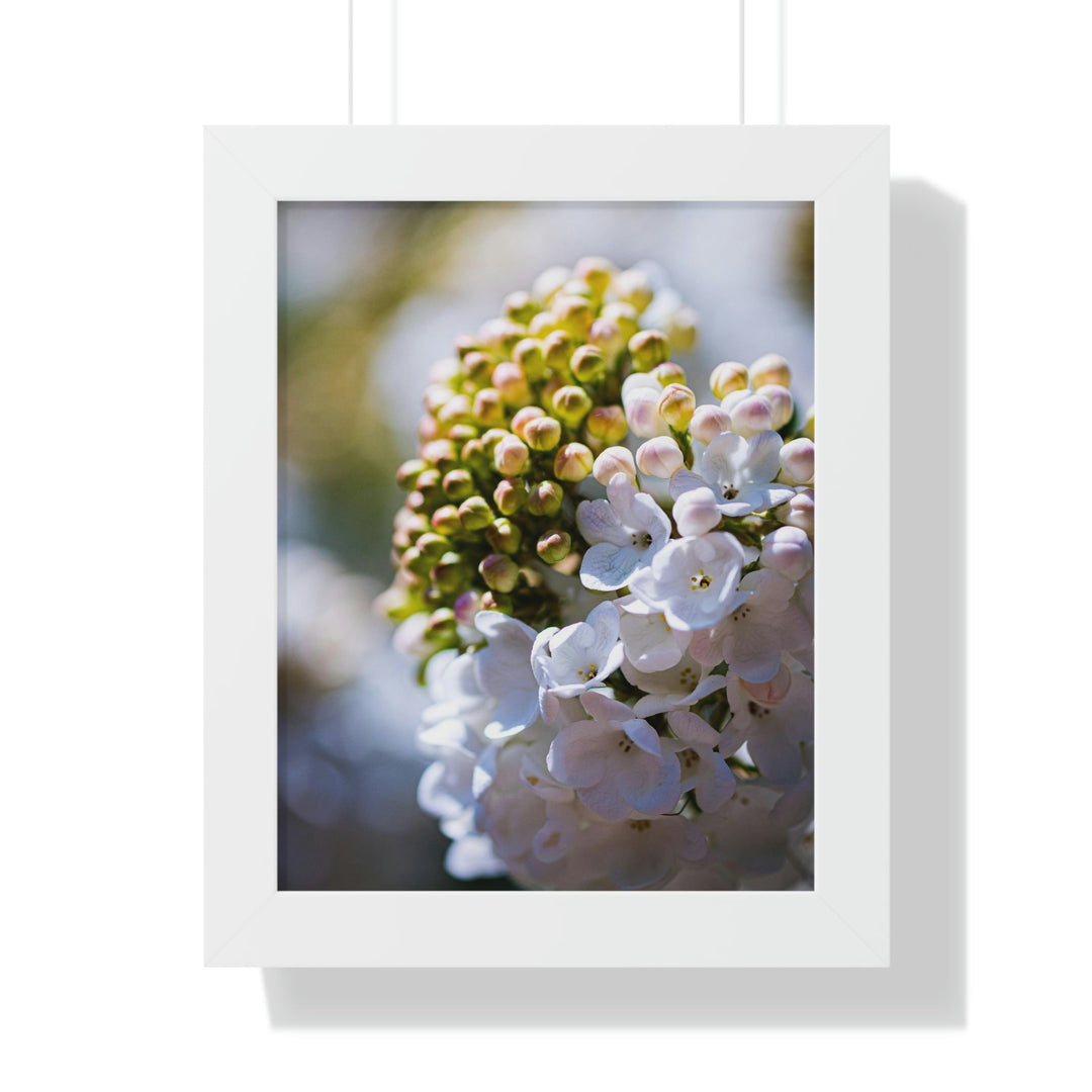 Mid-Bloom - Framed Print - Visiting This World